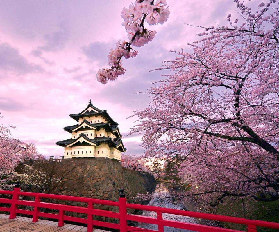 日本- -樱花篇